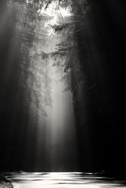Michael Weinmann: Forêt noir Michael Weinmann: Forêt noir