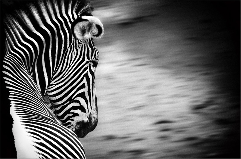 Manfred Köhler - Zebra Manfred Köhler - Zebra